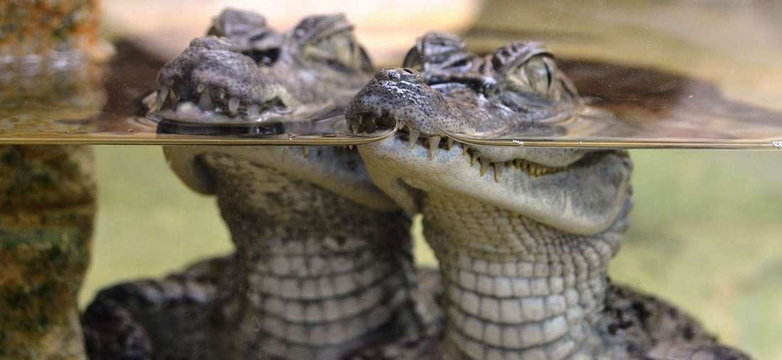 La Ferme aux Crocodiles (Pierrelatte)